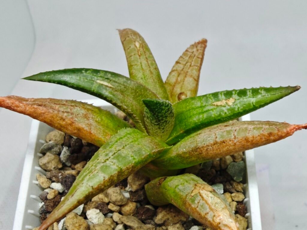 Haworthia Tesselata - 7