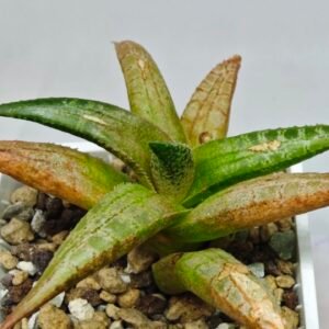 Haworthia Tesselata - 7
