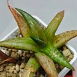 Haworthia Tesselata - 8