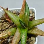 Haworthia Tesselata - 9