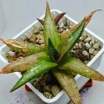 Haworthia Tesselata - 10