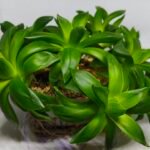 Haworthia Picta Hybrid Fast Growing - 1