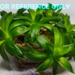 Haworthia Picta Hybrid Fast Growing - 2