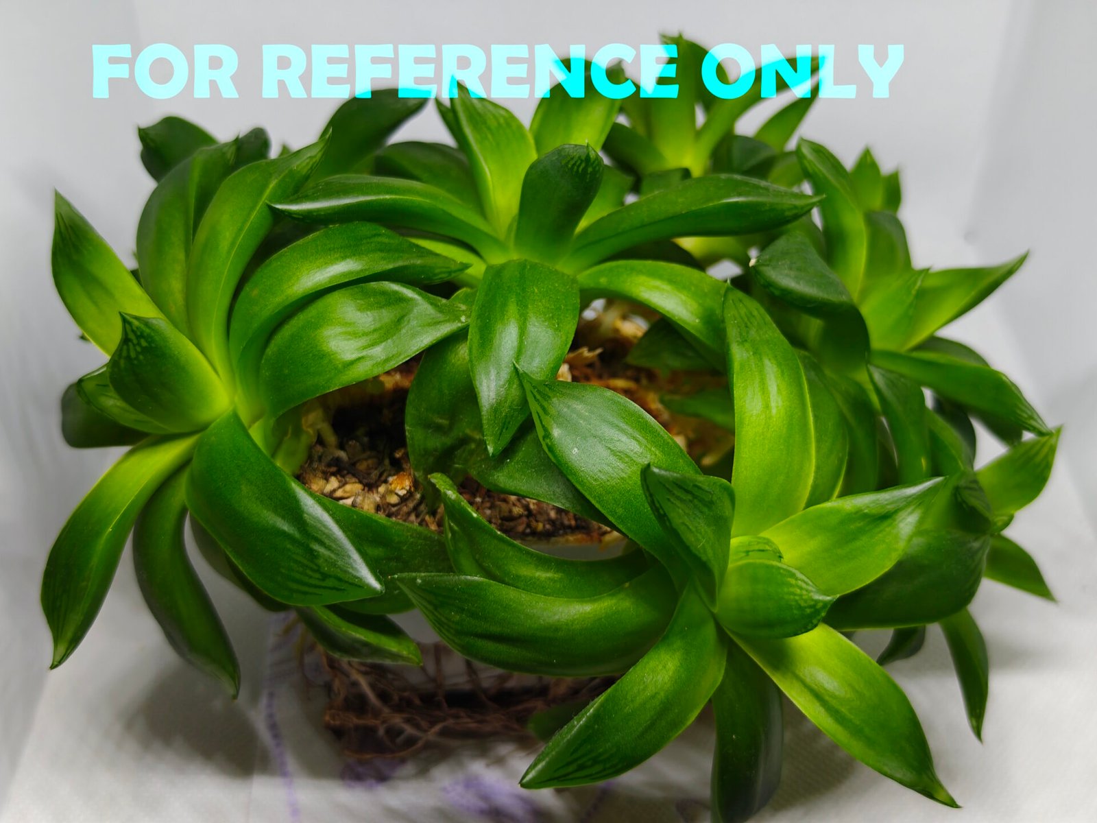 Haworthia Picta Hybrid Fast Growing - 2