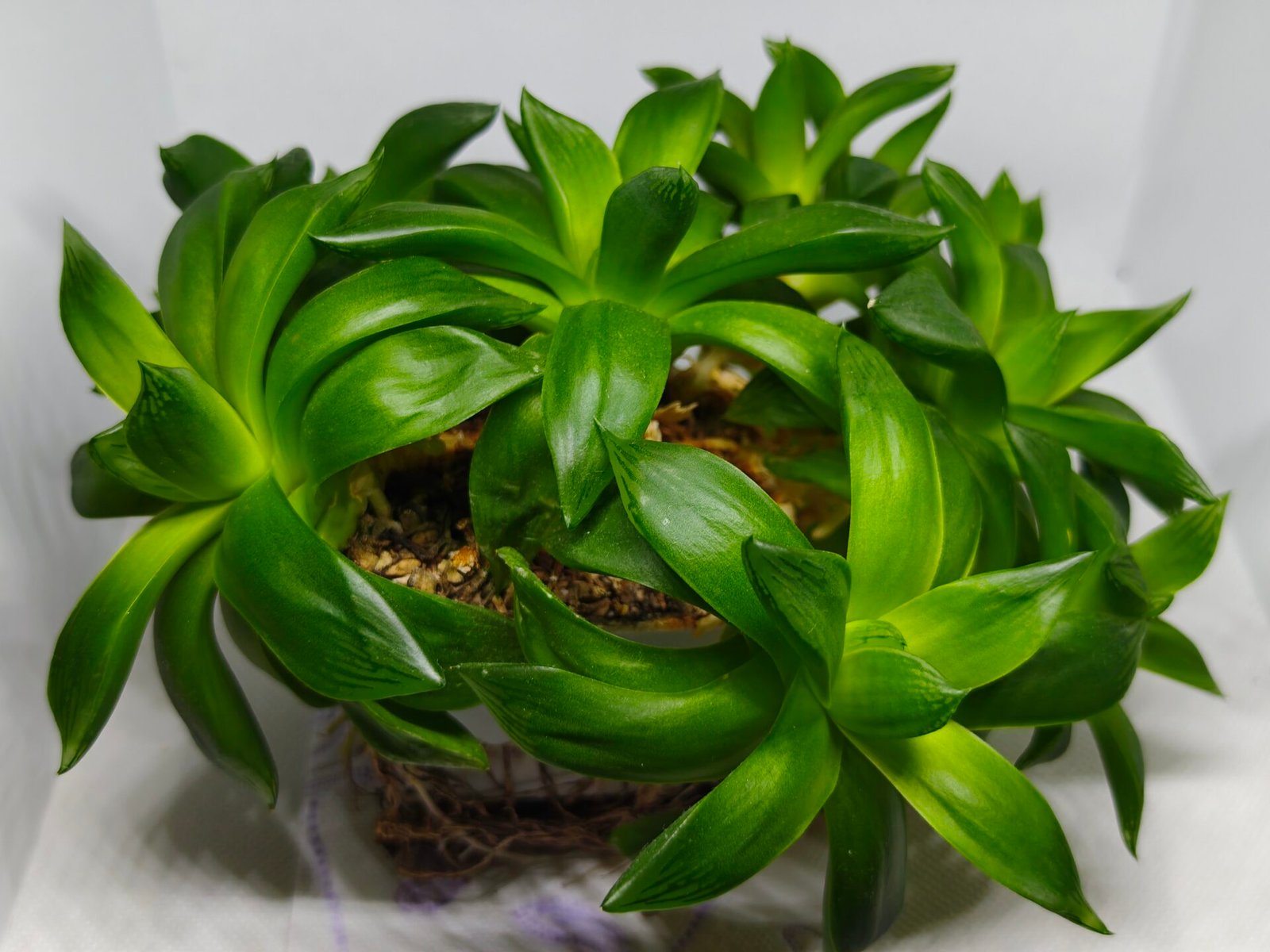 Haworthia Picta Hybrid Fast Growing - 1