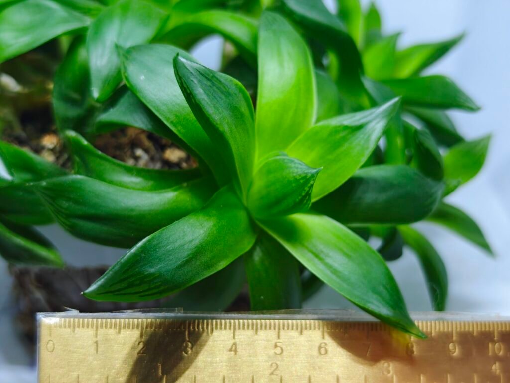 Haworthia Picta Hybrid Fast Growing - 2