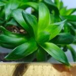 Haworthia Picta Hybrid Fast Growing - 2