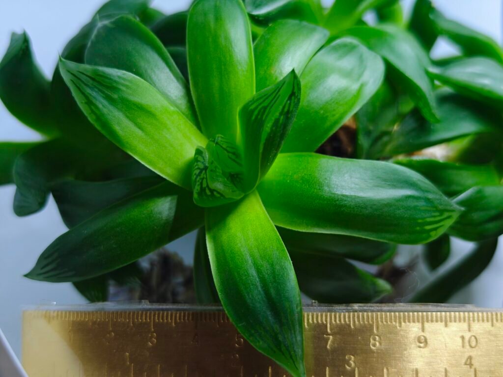 Haworthia Picta Hybrid Fast Growing - 1