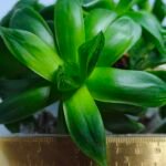Haworthia Picta Hybrid Fast Growing - 1