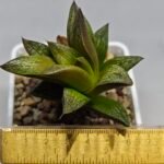 Haworthia Splendens hybrid White Wolf [御津姬] - 1