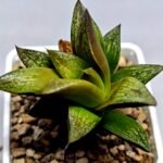 Haworthia Splendens hybrid White Wolf [御津姬] - 2
