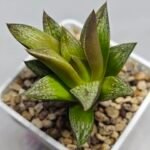 Haworthia Splendens hybrid White Wolf [御津姬] - 3