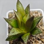 Haworthia Splendens hybrid White Wolf [御津姬] - 4