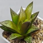 Haworthia Splendens hybrid White Wolf [御津姬] - 5