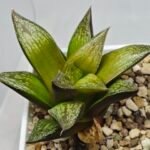 Haworthia Splendens hybrid White Wolf [御津姬] - 6