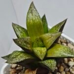 Haworthia Splendens hybrid White Wolf [御津姬] - 7