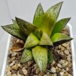 Haworthia Splendens hybrid White Wolf [御津姬] - 8