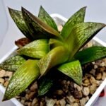 Haworthia Splendens hybrid White Wolf [御津姬] - 9