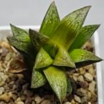 Haworthia Splendens hybrid White Wolf [御津姬] - 10