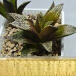 Haworthia Splendens hybrid White Wolf [御津姬] - 1