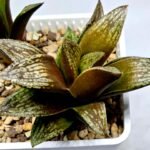 Haworthia Splendens hybrid White Wolf [御津姬] - 2