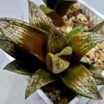 Haworthia Splendens hybrid White Wolf [御津姬] - 3