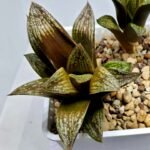Haworthia Splendens hybrid White Wolf [御津姬] - 4