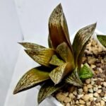 Haworthia Splendens hybrid White Wolf [御津姬] - 5