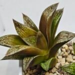 Haworthia Splendens hybrid White Wolf [御津姬] - 6