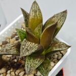 Haworthia Splendens hybrid White Wolf [御津姬] - 7