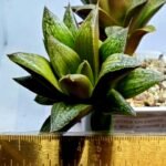 Haworthia Splendens hybrid White Wolf [御津姬] - 8