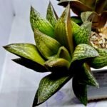 Haworthia Splendens hybrid White Wolf [御津姬] - 9