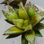 Haworthia Splendens hybrid White Wolf [御津姬] - 10