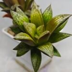 Haworthia Splendens hybrid White Wolf [御津姬] - 11