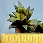 Haworthia Splendens hybrid White Wolf [御津姬] - 2