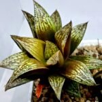 Haworthia Splendens hybrid White Wolf [御津姬] - 3
