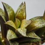 Haworthia Splendens hybrid White Wolf [御津姬] - 1