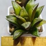 Haworthia Splendens hybrid White Wolf [御津姬] - 3