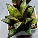 Haworthia Splendens hybrid White Wolf [御津姬] - 4