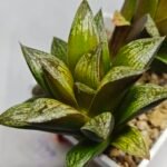 Haworthia Splendens hybrid White Wolf [御津姬] - 5