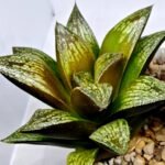 Haworthia Splendens hybrid White Wolf [御津姬] - 1