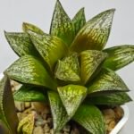 Haworthia Splendens hybrid White Wolf [御津姬] - 2