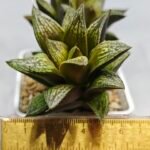 Haworthia Splendens hybrid White Wolf [御津姬] - 3
