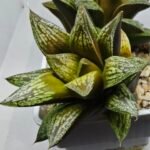 Haworthia Splendens hybrid White Wolf [御津姬] - 4