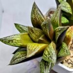 Haworthia Splendens hybrid White Wolf [御津姬] - 1