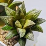 Haworthia Splendens hybrid White Wolf [御津姬] - 2