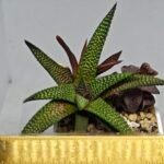 Haworthia cv. ‘Nagori Yuki’ (Pumila x Koelmaniorum) - 1