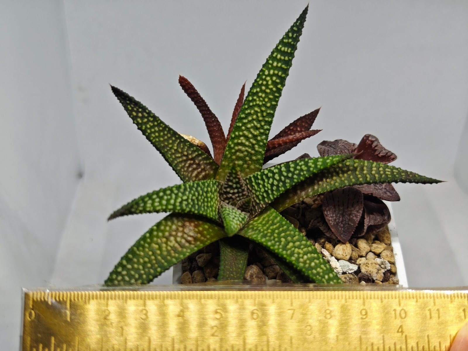 Haworthia cv. ‘Nagori Yuki’ (Pumila x Koelmaniorum) - 1