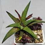 Haworthia cv. ‘Nagori Yuki’ (Pumila x Koelmaniorum) - 2