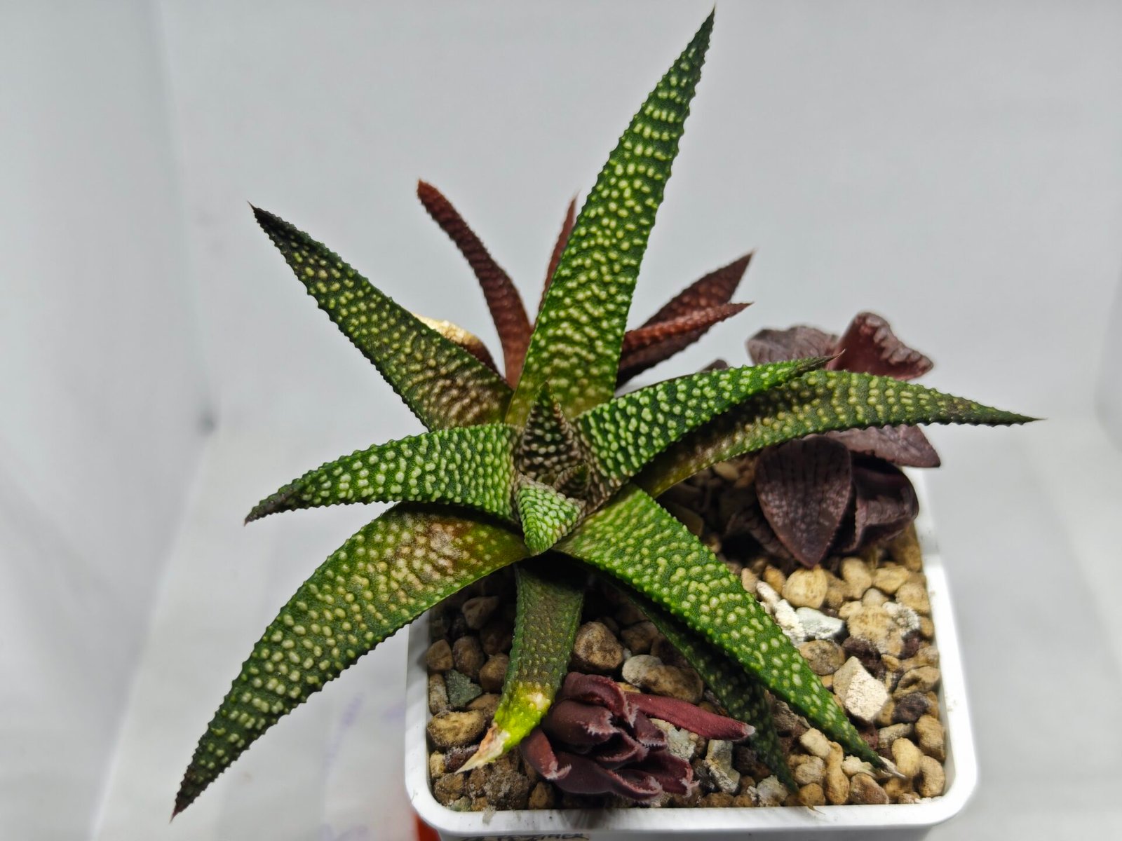 Haworthia cv. ‘Nagori Yuki’ (Pumila x Koelmaniorum) - 2